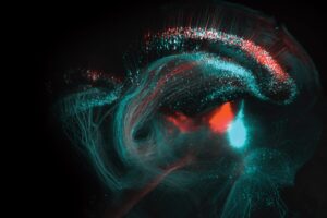 The long, slender axons of neurons that terminate in the mouse superior colliculus — a part of the brain involved in sensation — glow blue and red after infection with fluorescent tracing viruses.