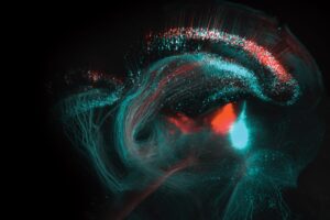 The long, slender axons of neurons that terminate in the mouse superior colliculus — a part of the brain involved in sensation — glow blue and red after infection with fluorescent tracing viruses.