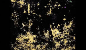 Colored bursts indicate activity in astrocyte cells in a mouse brain. Exposure to a signaling chemical called norepinephrine triggers a coordinated wave of activity. The lab of Thomas Papouin, assistant professor of neuroscience at WashU Medicine, discovered that astrocytes are responsible for modifying brain activity in response to norepinephrine. (Image courtesy of Thomas Papouin)