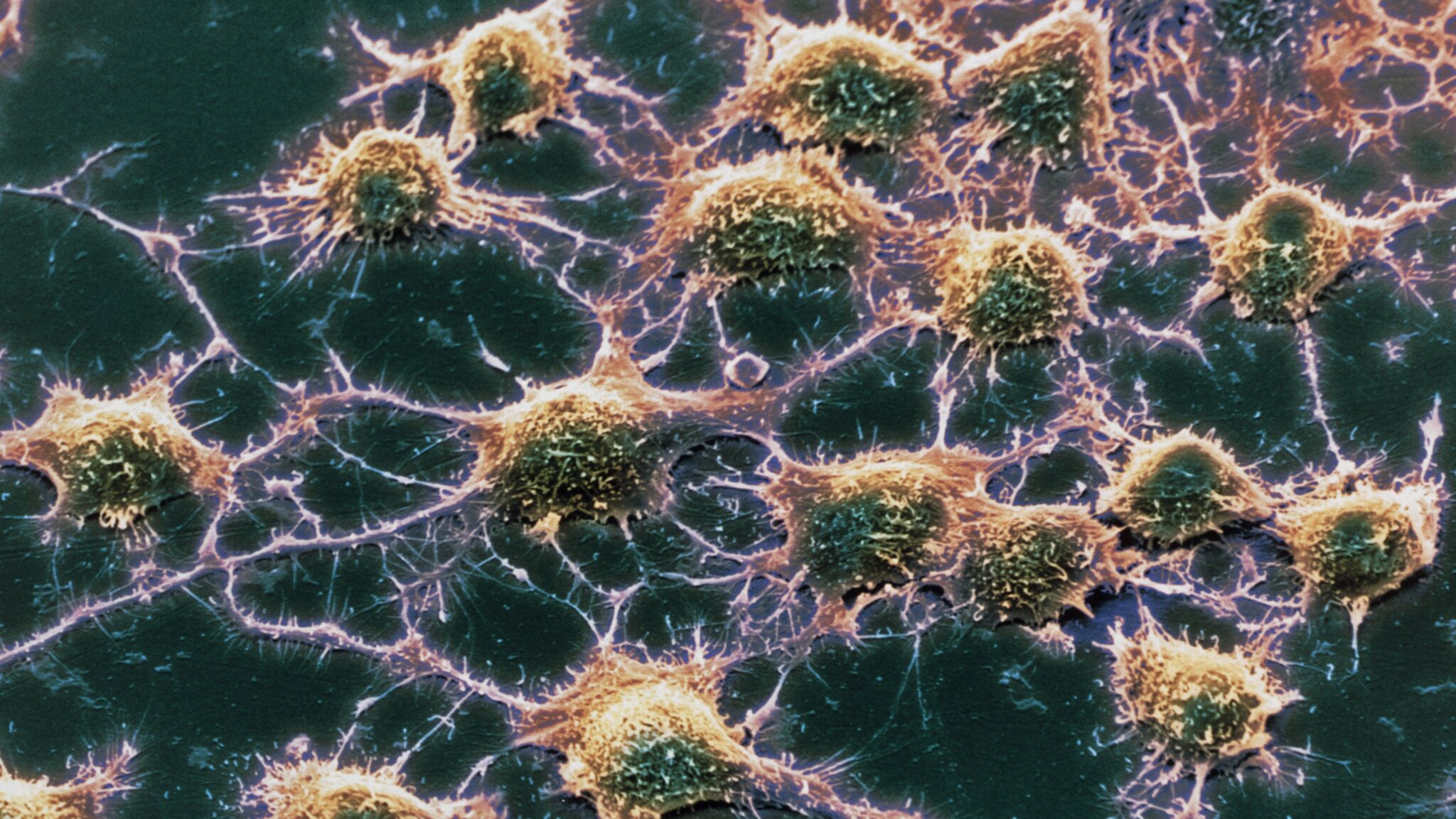 Global Access and Regulatory Pathways: From Lab to Clinic