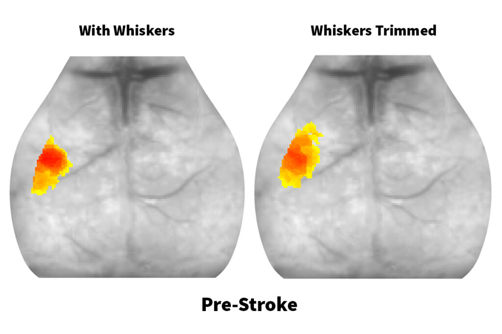 Researchers helped mice recover faster from stroke by clipping their whiskers (as shown in video). This temporarily shuts off neural signaling between the whiskers – an important sensory organ for mice – and the brain, opening up a vacant space in the brain and making it more receptive to rewiring. Temporary sensory deprivation potentially could aid recovery for stroke patients, according to senior author Jin-Moo Lee, MD, PhD, of Washington University School of Medicine in St. Louis.