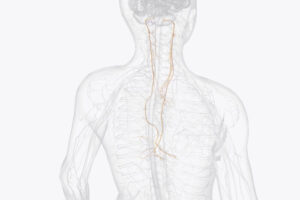 The vagus nerves (orange) run from the brain through the neck to the internal organs. People with severe, treatment-resistant depression who received vagus nerve stimulation therapy showed improvement in depressive symptoms, quality of life, and ability to complete the tasks of daily life, according to a national clinical trial led by researchers at WashU Medicine.